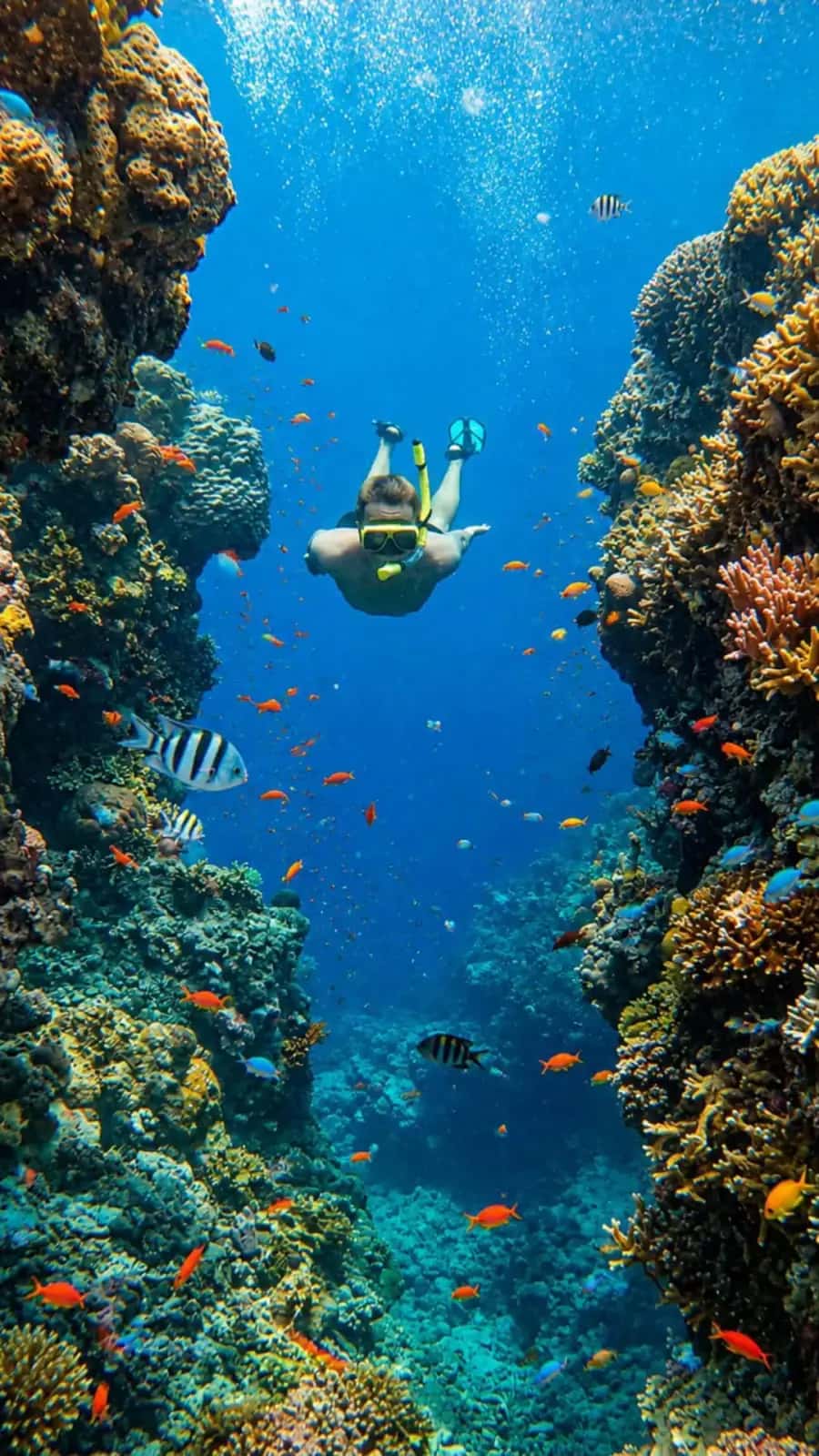 Pulau Menjangan: Surga Snorkeling Tersembunyi di Banyuwangi