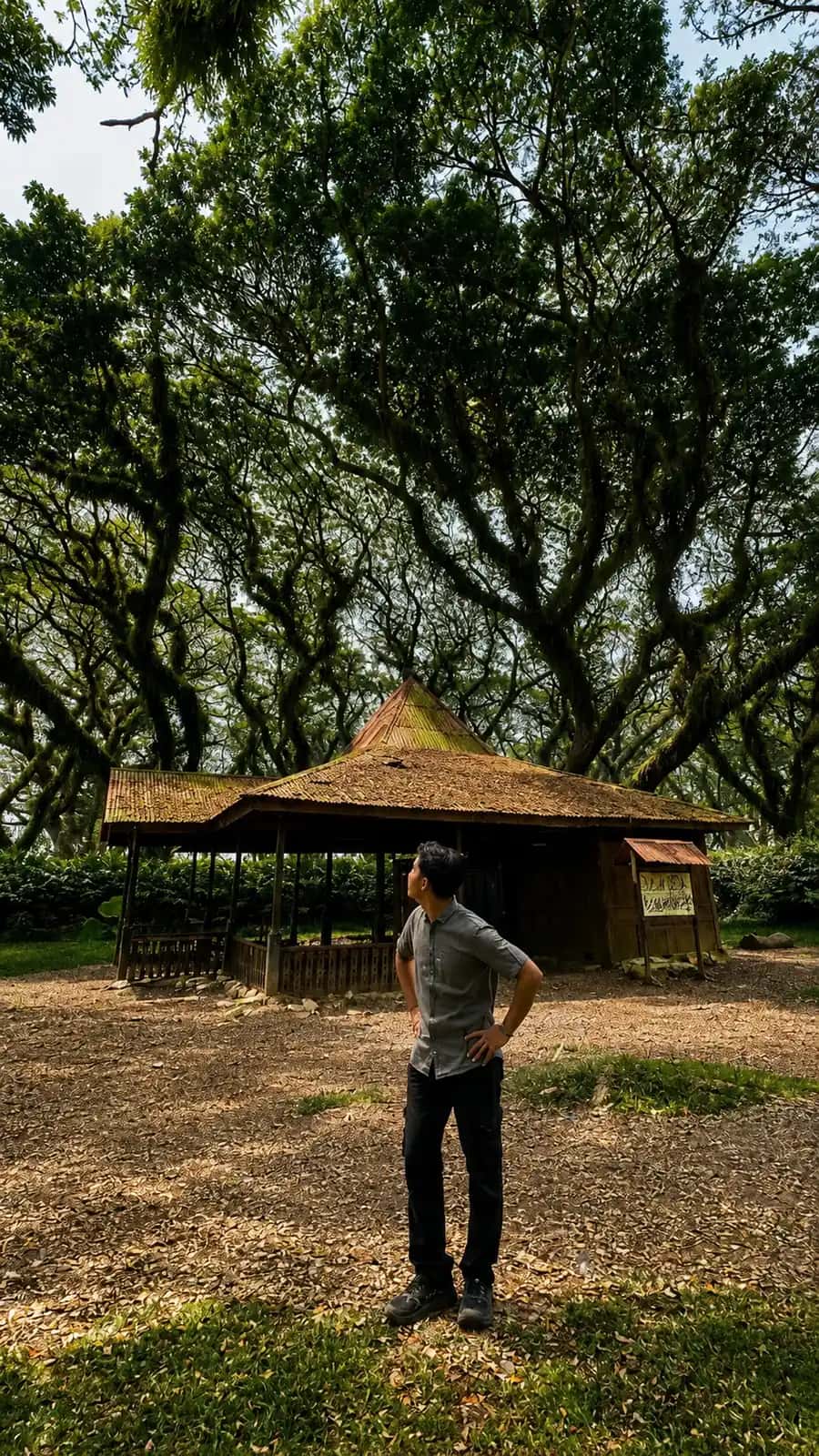 De Djawatan Forest