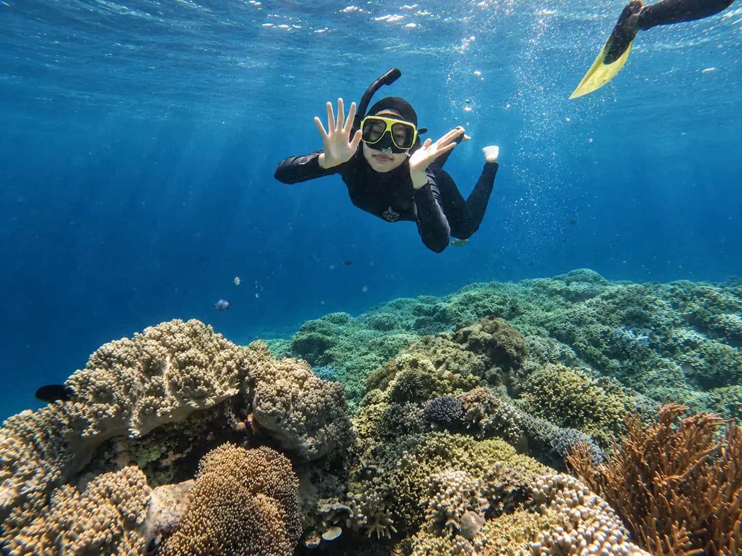 Menjangan & Tabuhan Private Snorkeling Trip 1 Day
